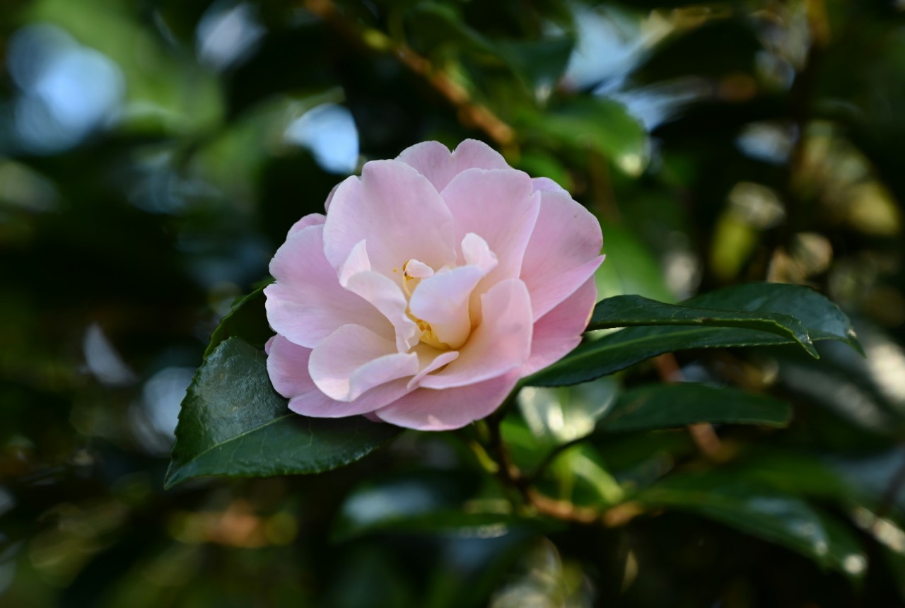 C. 'Nicky Crisp'